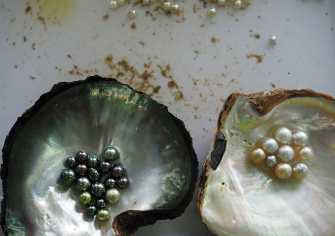 SSEF unveils DNA tech for pearl identification